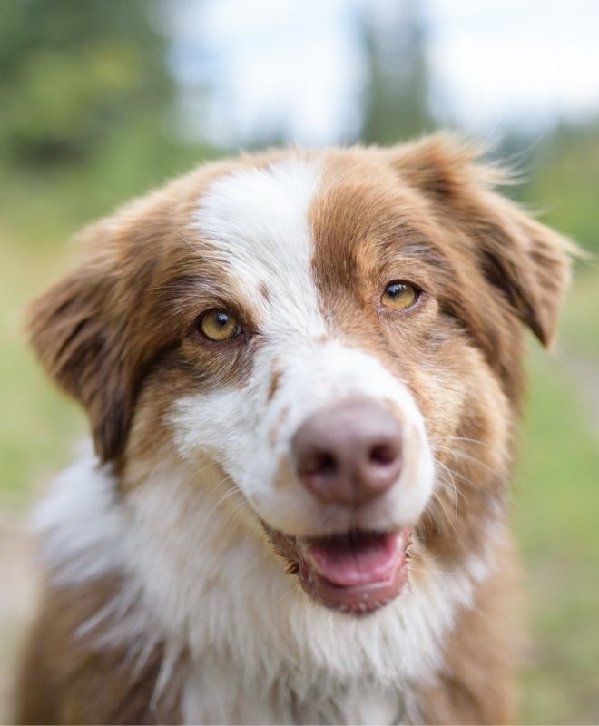 brown and white dog